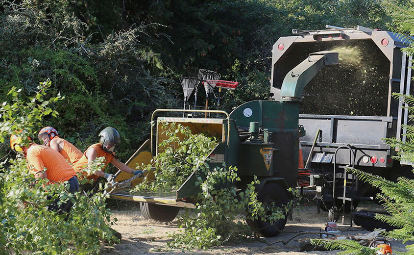 workers putting a tree into a wood chipper