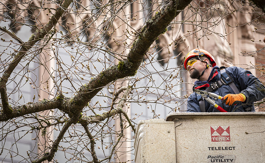 man in a cherry picker examines the branch of a cherry tree against the background of a building in the Quad
