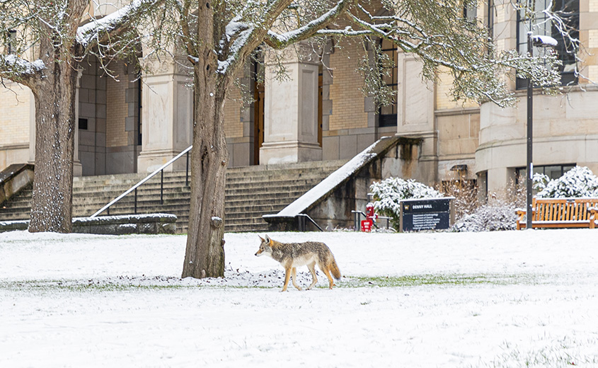 coyote walking on UW campus near Denny Hall