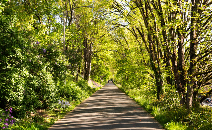 paved trail with trees arched overhead