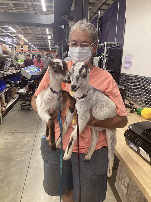 woman holding baby goats
