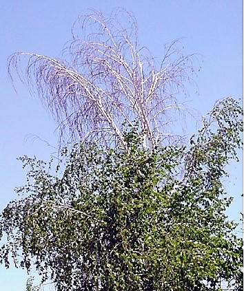 Birch tree showing signs of disease