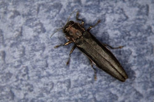 A bronze birch borer beetle