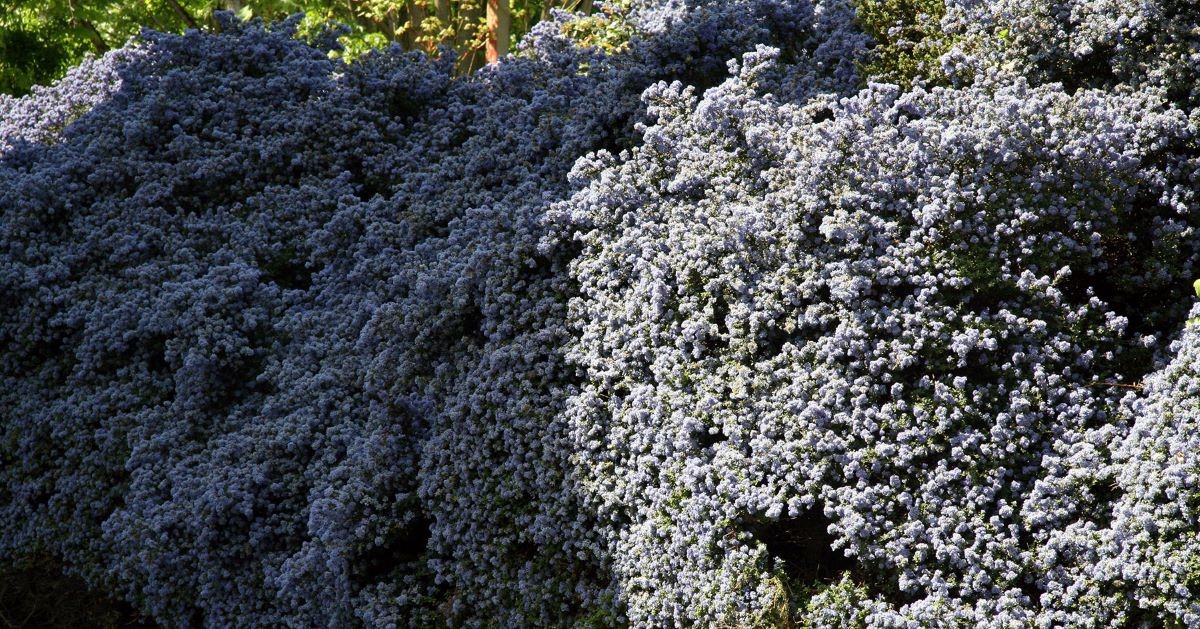 Ceanothus, otherwise known as California lilac, near Suzzallo and Allen libraries.