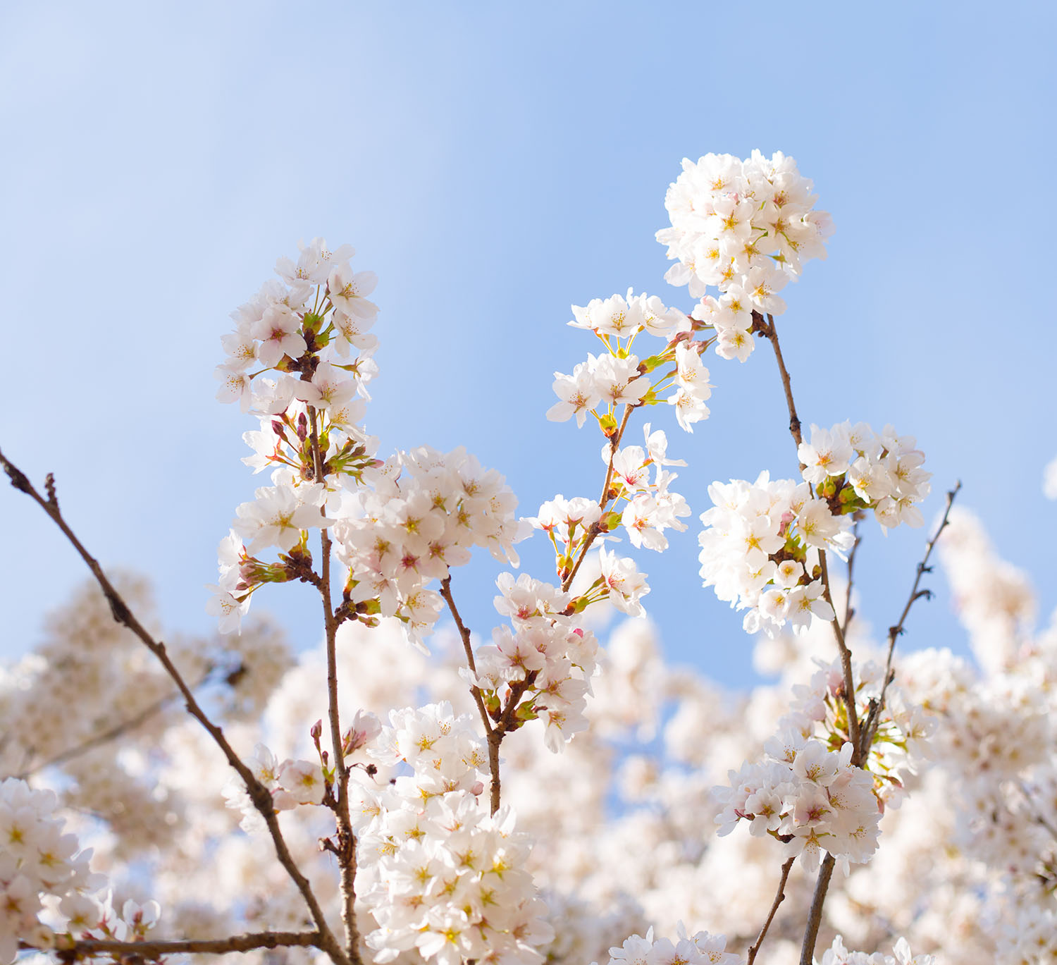 Closeup of cherry blossoms