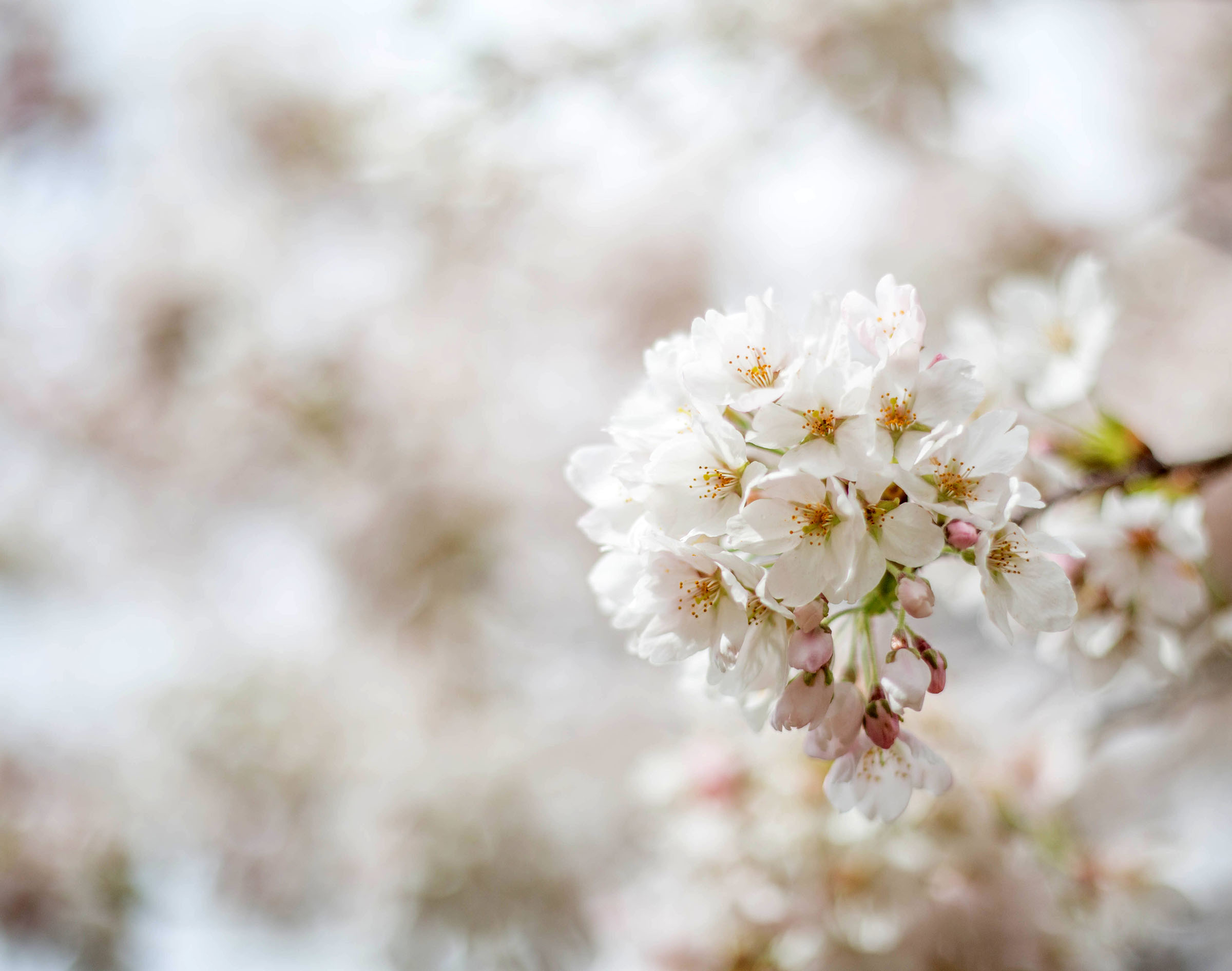 Closeup of a single cherry blossom