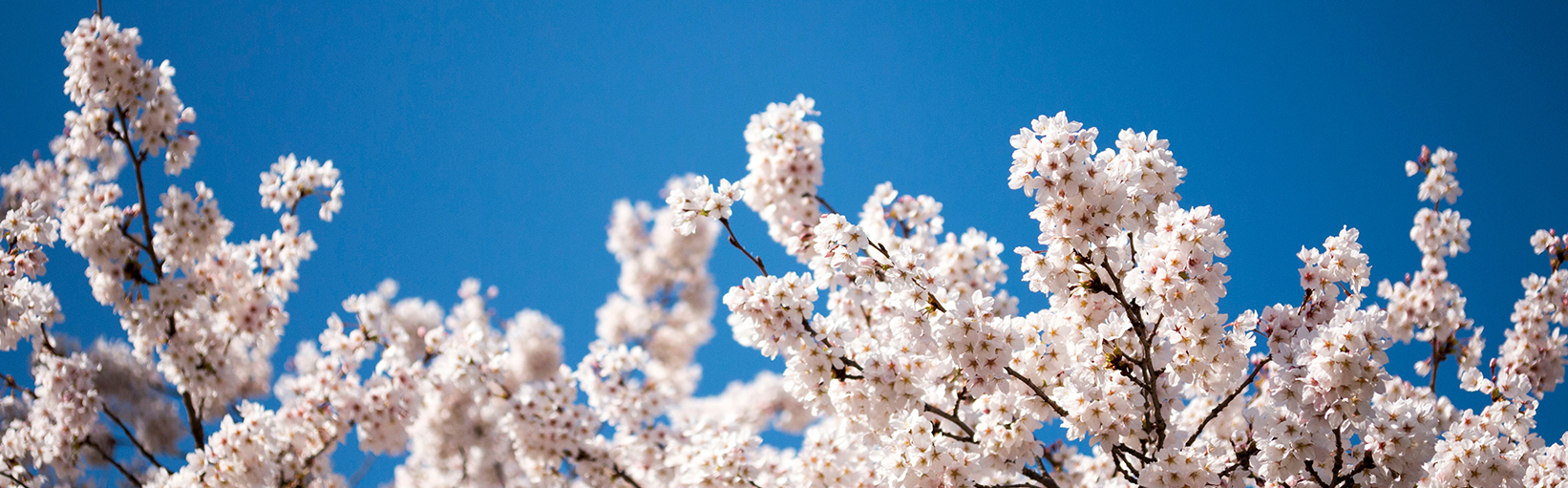 UW cherry blossoms