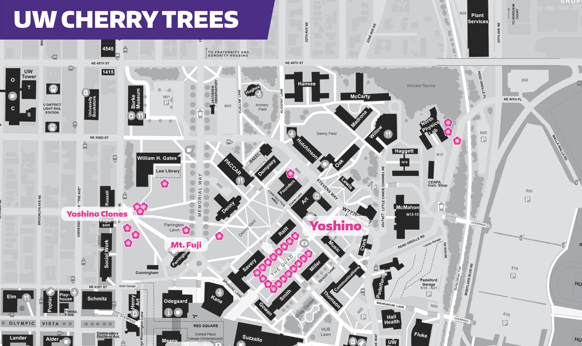 Viewing Guide for the UW Cherry Blossoms in Seattle