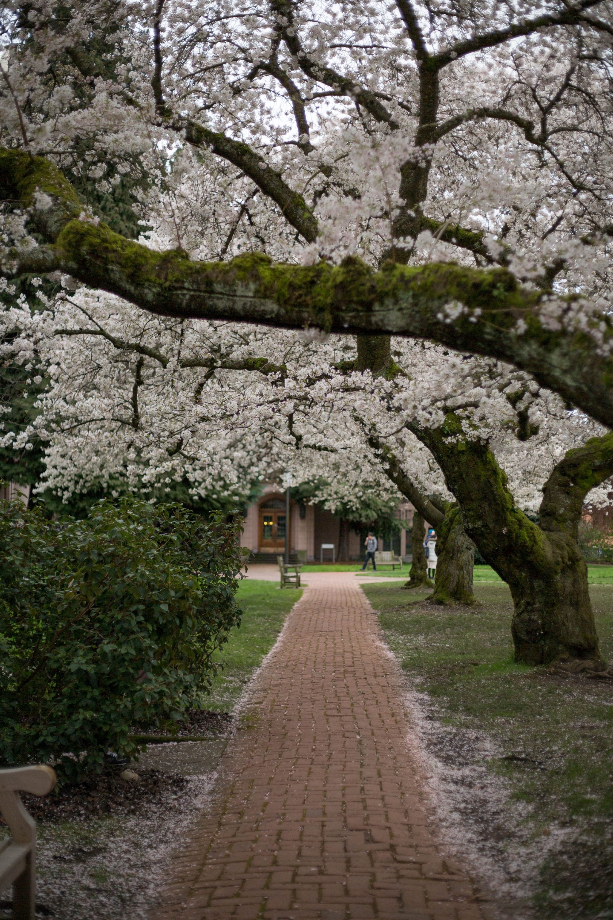 Cherry blossom trees arch over a pathway on the Quad