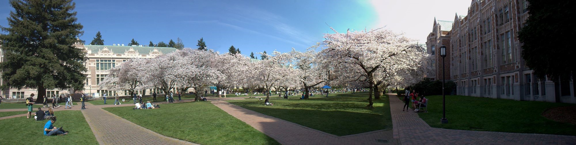 cherry-trees-pano.jpg