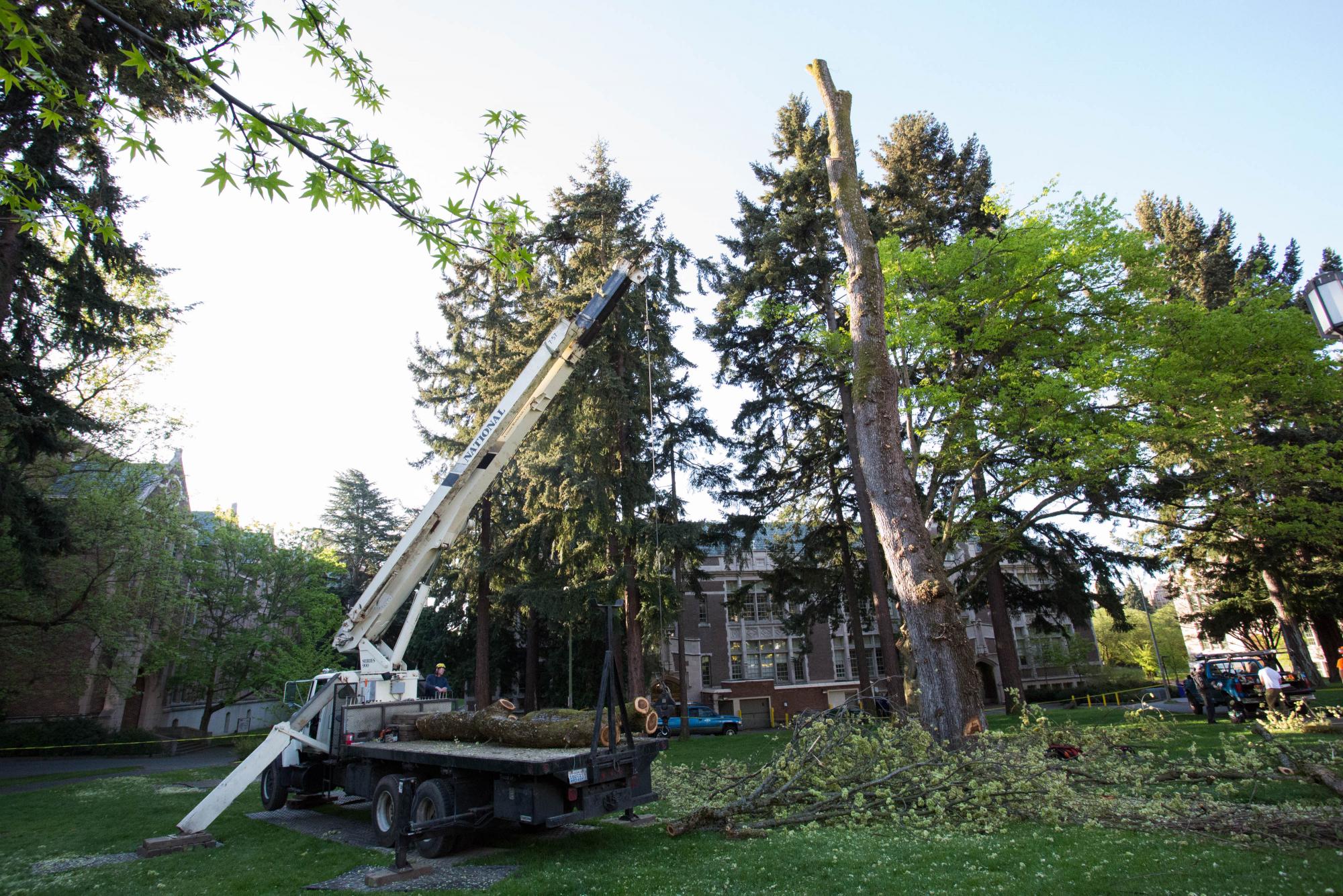 In Denny Yard, an American Elm prepares to be taken down by the Seattle Tree Preservation.