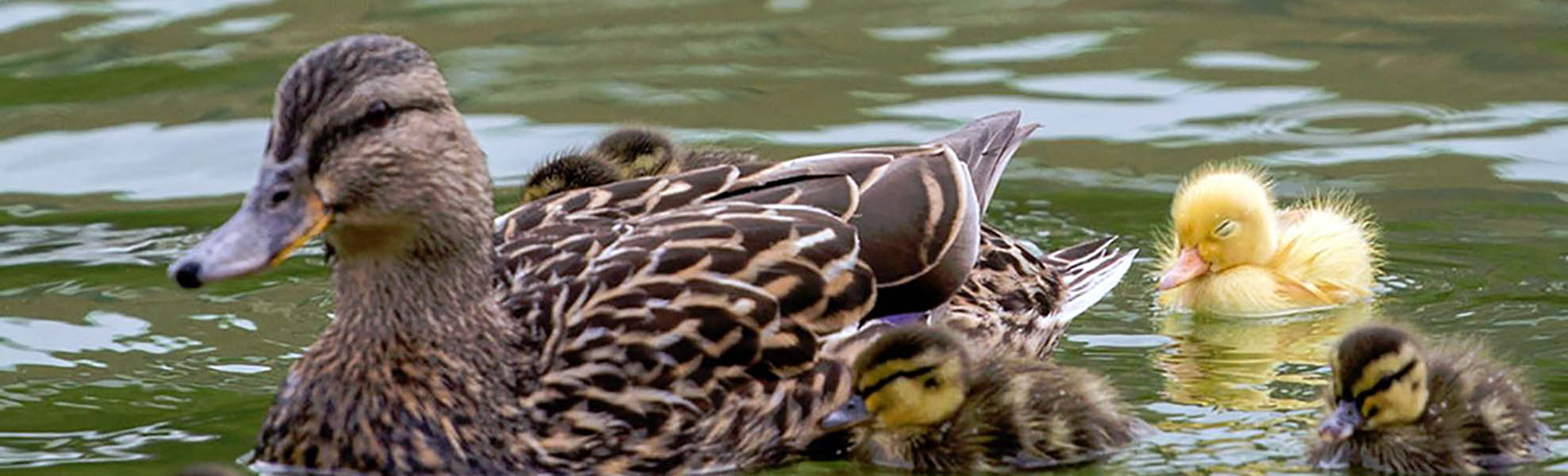 Ducklings with mother in water 