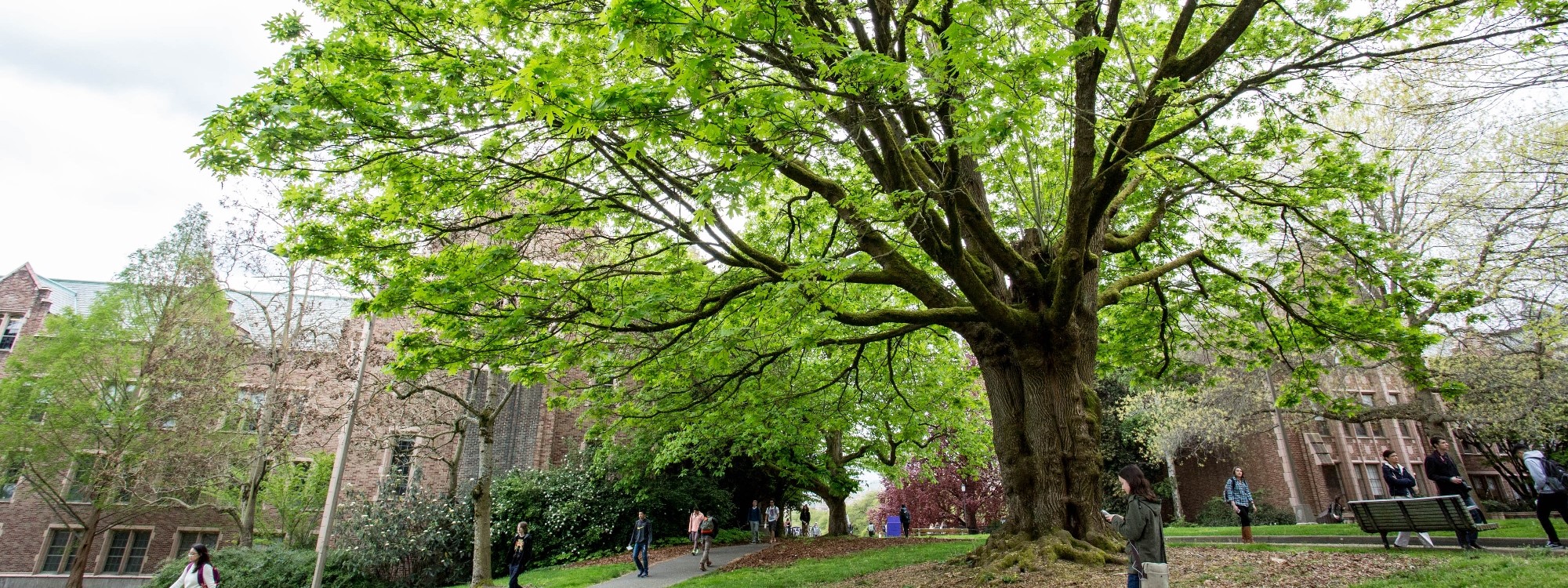 A Bigleaf Maple near the Art and Music buildings