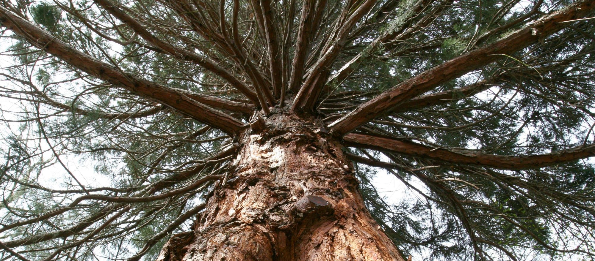 This Giant Sequoia stands 128 feet and is the tallest tree on the UW campus