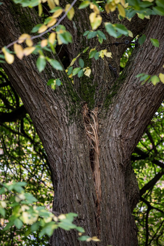 A close-up shot of the split between the two of the three major limbs of the George Washington Elm.