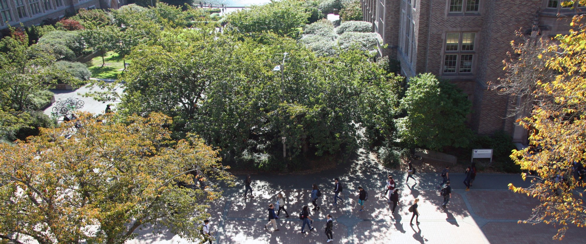 Aerial photo of trees between Johnson and Mary Gates Halls
