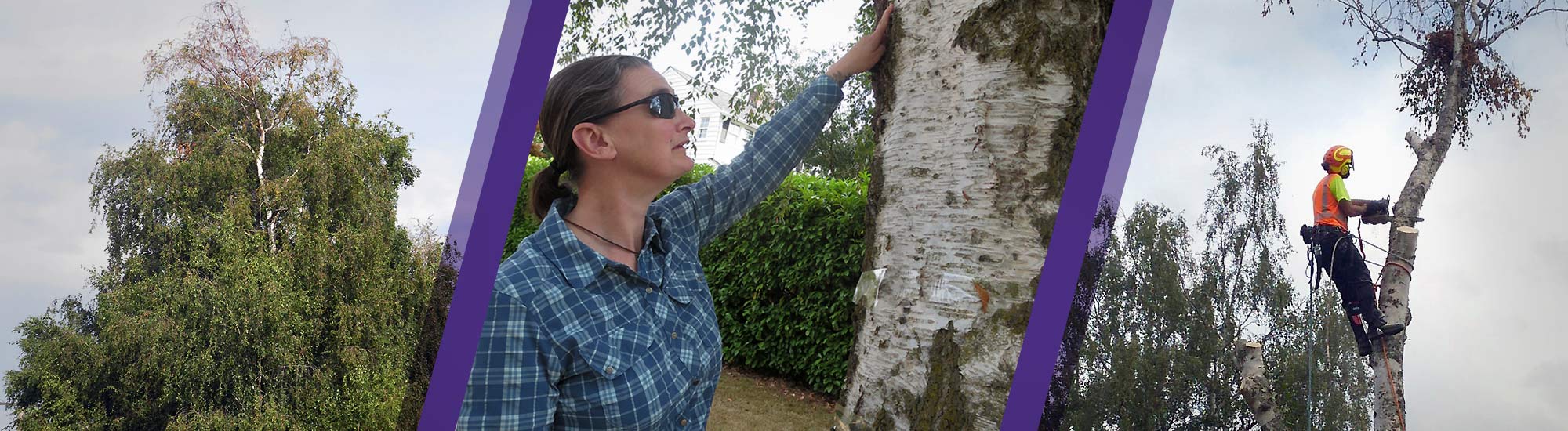 montage: diseased birch tree, Sara Shores near a birch tree, UW grounds staff felling a birch tree