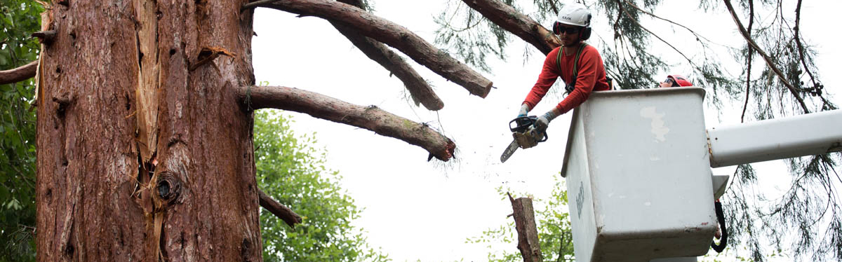 Gardener Steve Kryszko removes unstable branches from the top of the Meany Sequoia after it was hit by lightning.