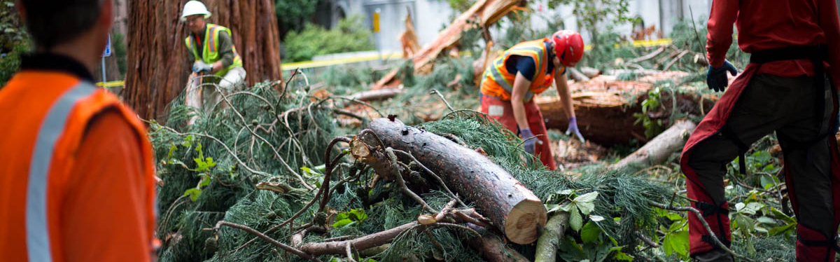 Gardeners and arborists from Grounds Maintenance clean up the remnants from Meany Sequoia