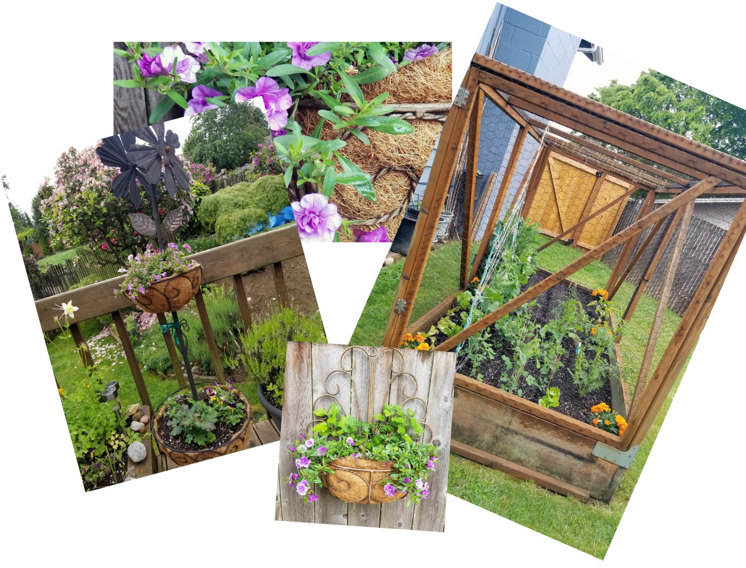 A montage of flower photos from Chris Pennington's garden