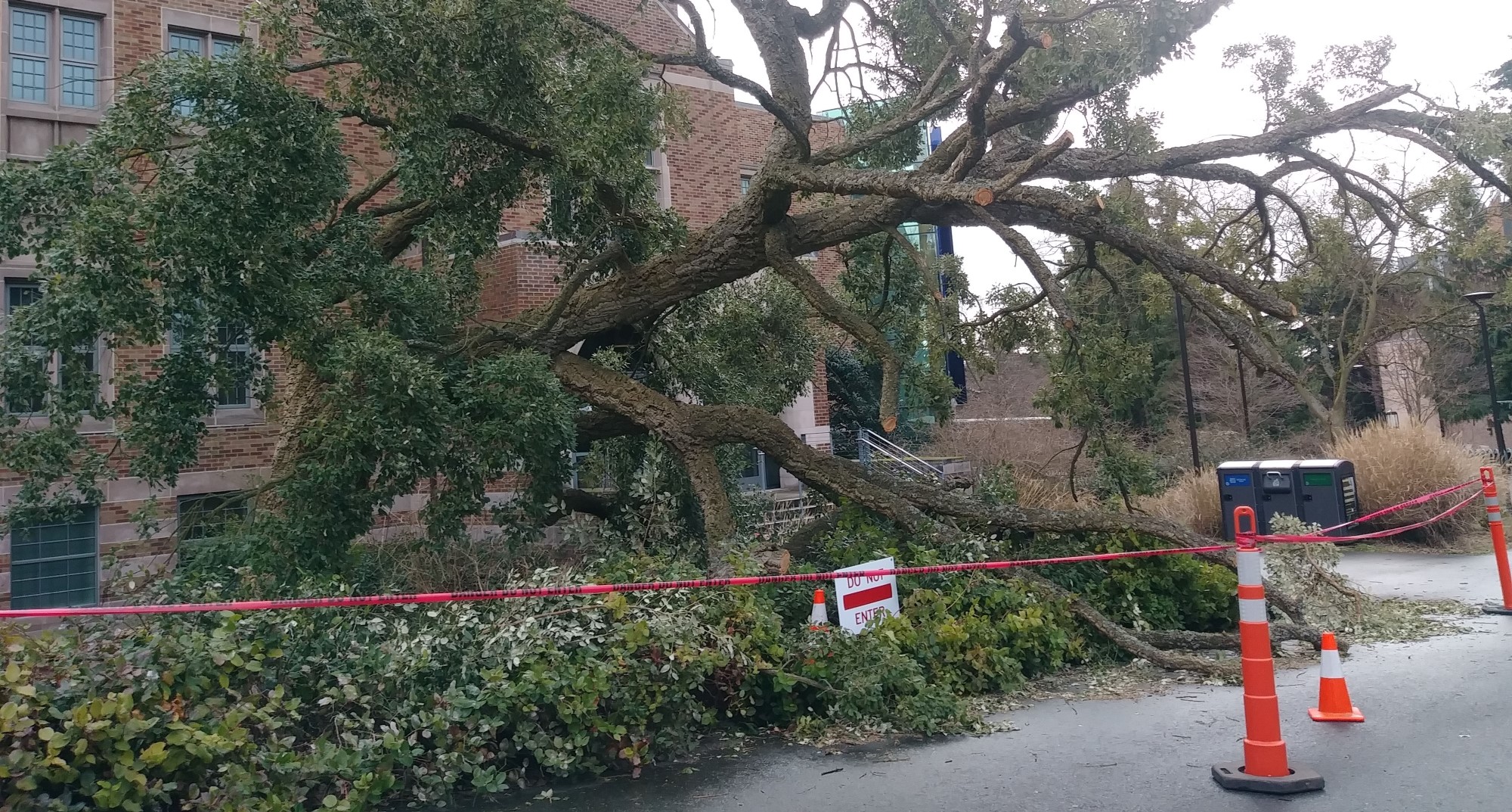 UW cork oak tree damaged in snow storm 