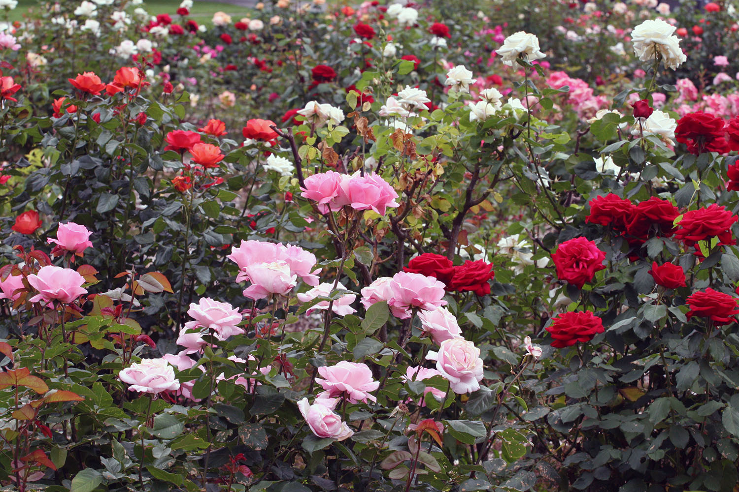 UW rose garden in full bloom