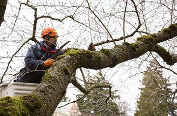man gets ready to trim branches from large branch that extends across the width of the photo