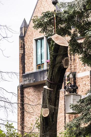 man in a cherry picker cuts off the top of a tree