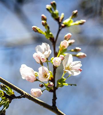 close up of blossoms of cherry tree