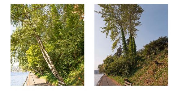 Side-by-side pictures: One shows an area with trees and the other shows an area without trees