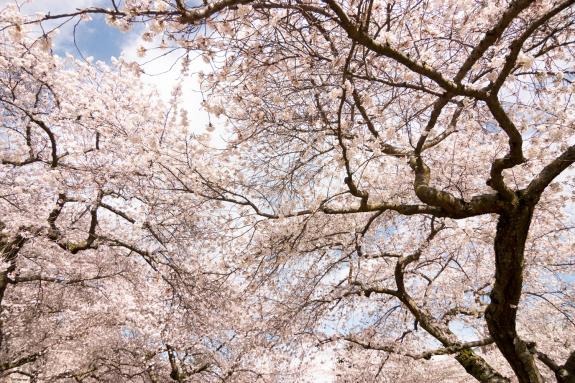 Blue sky through cherry blossom branches
