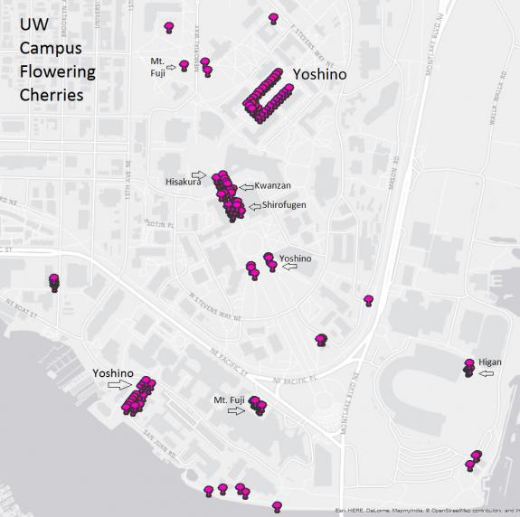 Map: cherry tree types and locations on campus