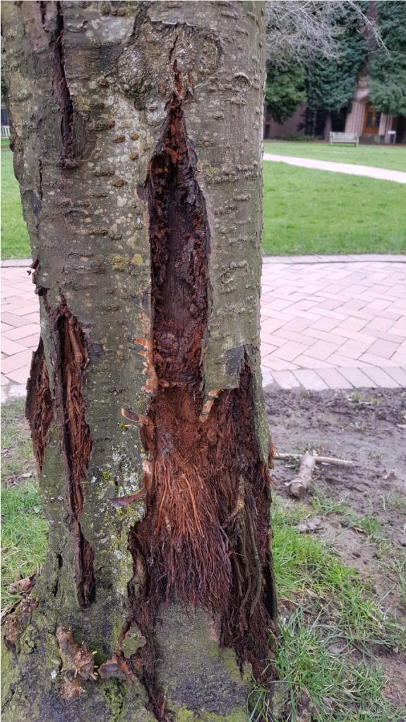 cherry tree with Tortrix moth damage