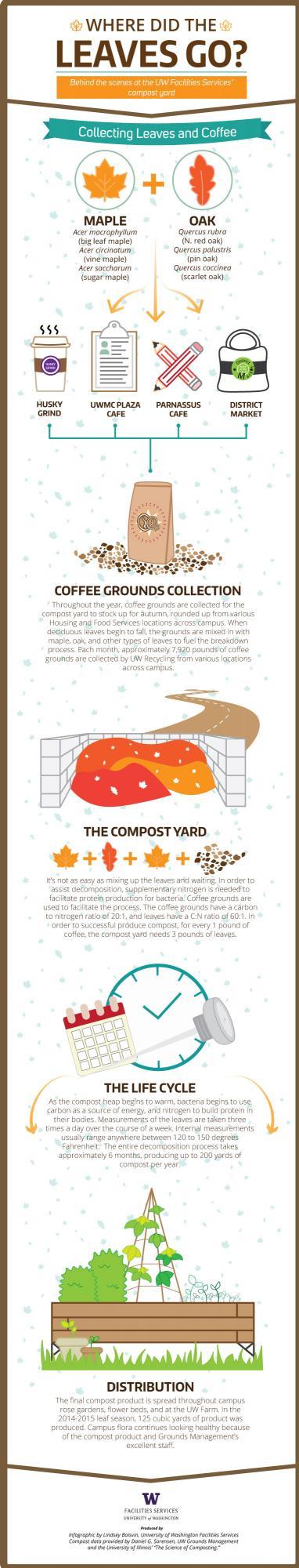 Infofographic: leaf composting
