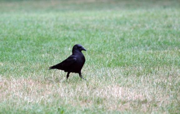 Crow in grass