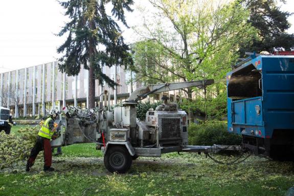 Employees with the Seattle Tree Preservation put small branches of an American Elm through a wood chipper.