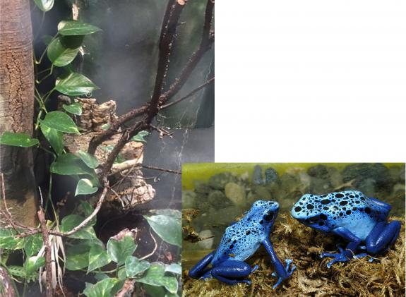 Two images. Left: closeup of oak bark. Right: blue poison dart frog