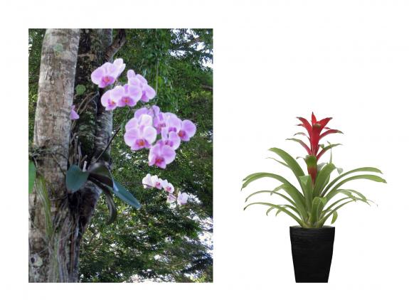 Two images. Left: Orchid. Right: Bromeliad