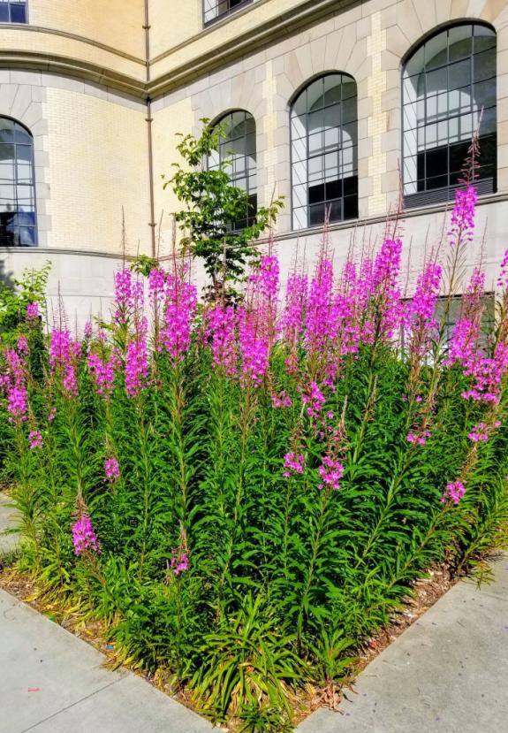 Fireweed at Denny Hall
