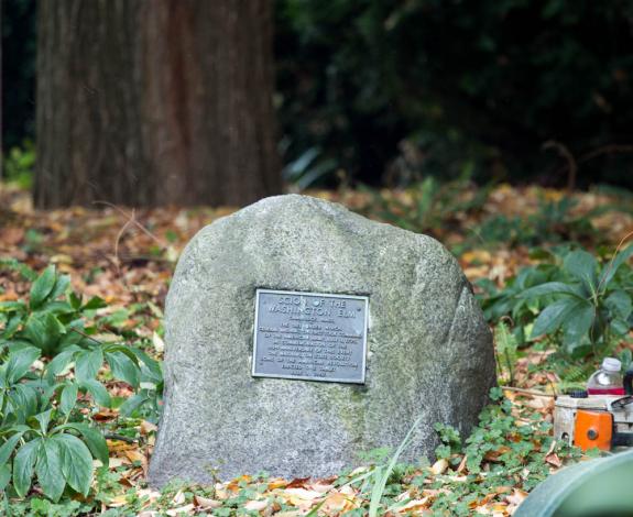 A plaque below the George Washington Elm.