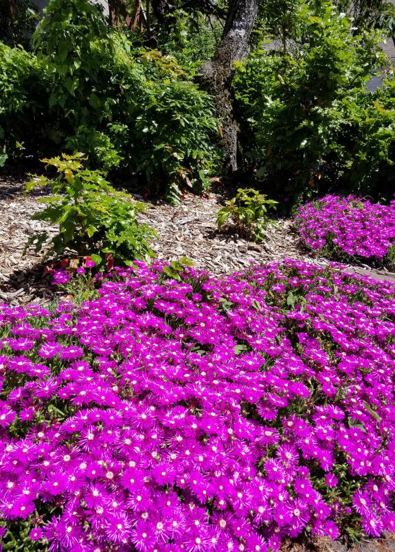 Vibrant magenta ice plants behind the Facilities Administration Building