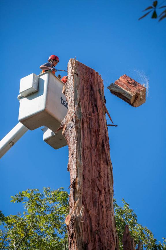 Gardener Steve Kryszko removes a piece from the top of the tree. 