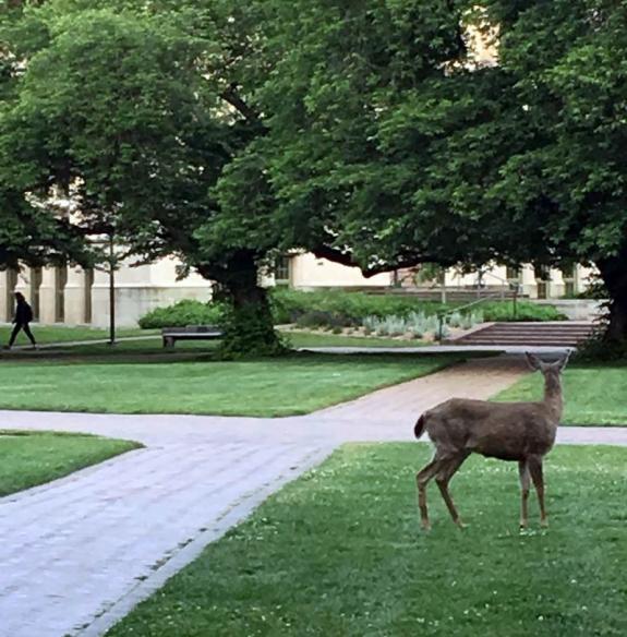 Facilities employee Dale Lyman frequently sees deer on campus.