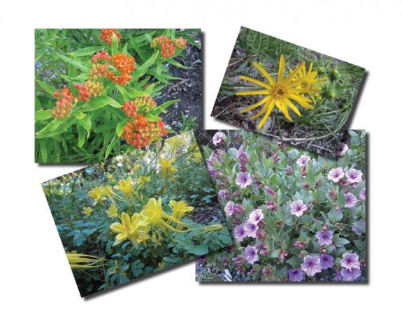 Four images from the medicinal herb garden: Asclepias tuberosa, Wyethia scabra, Mirabilis multiflora, and Aquilegia chrysantha.