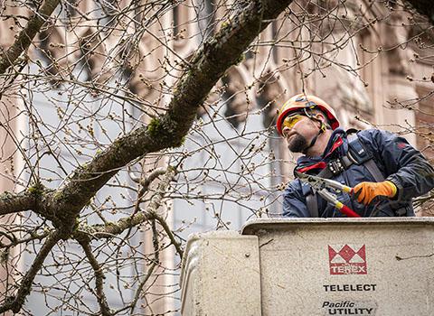 man in a cherry picker examines the branch of a cherry tree against the background of a building in the Quad