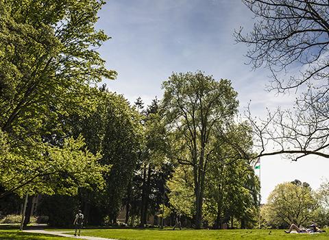 trees on Denny Yard on sunny day