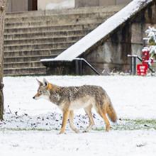 coyote walking on UW campus near Denny Hall