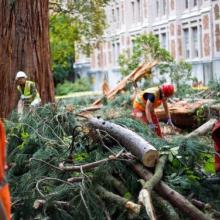 Gardeners and arborists from Grounds Maintenance clean up the remnants from Meany Sequoia