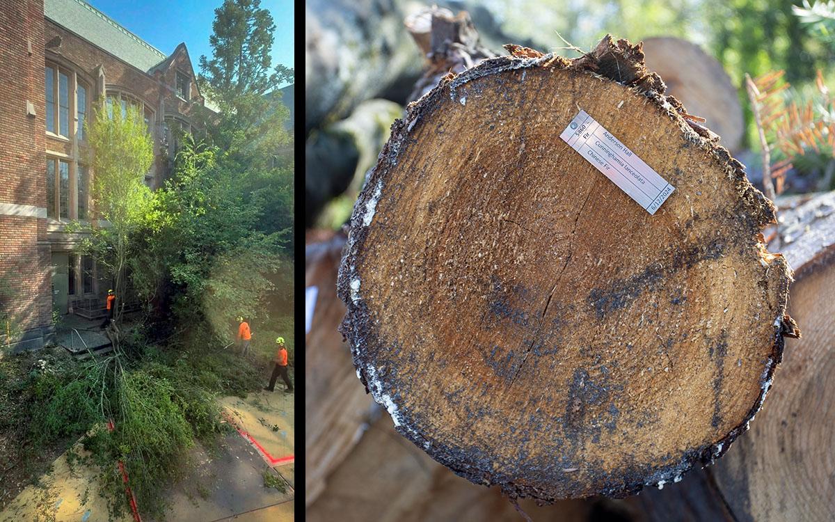 two pictures - one of trees being removed at Anderson Hall, the other of the tree tagged with info