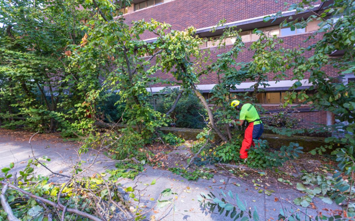 man cuts trees with a chainsaw